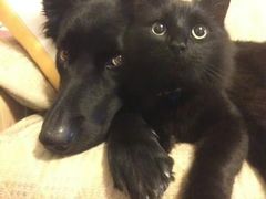 -爪爪喵星球·猫舍(前海卓越店)