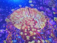-海合安武汉极地海洋公园
