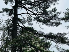 -洛阳白云山景区