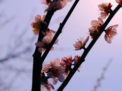 -香雪海