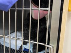-圣宠动物医院·犬猫专科·影像中心·外科中心