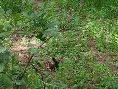 -帽儿山国家森林公园