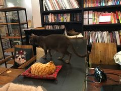-吉丁鸟咖·异宠·寄养