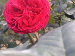 景点-人民公园(罗湖区)