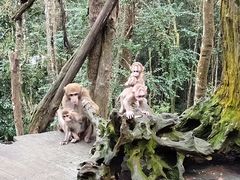 -普洱太阳河森林公园