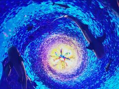 -海合安青岛极地海洋公园