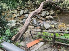 -鼎湖山风景区