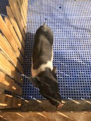 -萌宠亲子动物乐园(槐房万达店)