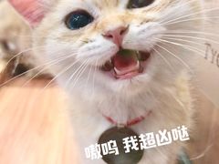 -袖虎·猫馆(体育西路店)