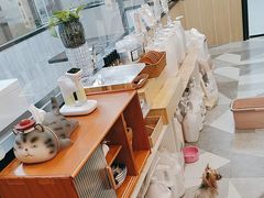-宠小格时尚宠物生活馆(唐镇店)