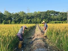 -上海长兴岛郊野公园