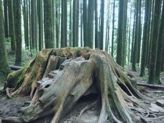 -阿里山神木遗迹