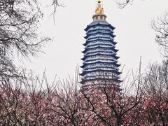 -红梅公园