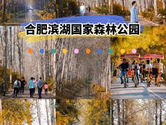 -合肥滨湖国家森林公园