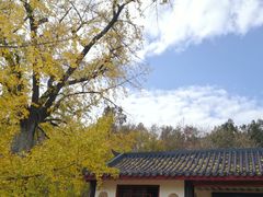 -千年银杏谷文化旅游区