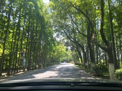 -上海海湾国家森林公园