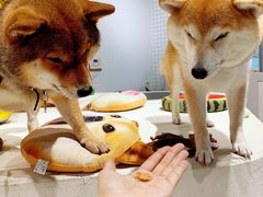 -柴务处·柴犬主题狗咖