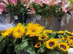 -沪花拾者(好再来花卉鲜花店)