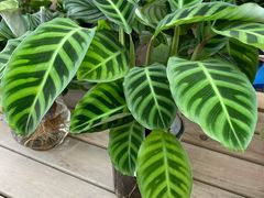 -金陵花卉交易市场