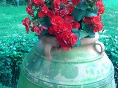 花园的花坛-老洋房花园饭店(绍兴路店)