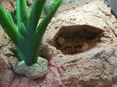 -悠尼宠物·独立低压伊珊娜洗护·美容·寄养(兰谷路店)