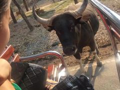 -清迈夜间动物园