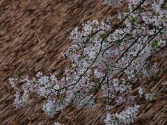 -中国茶叶博物馆(双峰馆区)