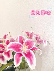 -薇薇安花系SPA