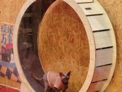 -和它·交个朋友·狗咖猫咖(爱琴海店)