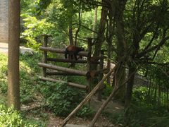 -都江堰中华大熊猫苑