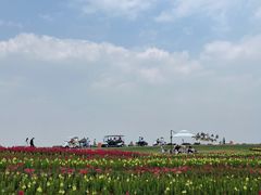 -空港花田景区
