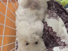 -翊宠yipet猫狗购宠庄园犬舍•猫舍