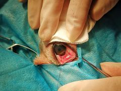 -菲尔斯特宠物医院