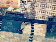 -辛玛王国游乐园