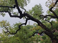 -江心屿景区