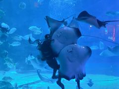 -烟台海昌鲸鲨海洋公园