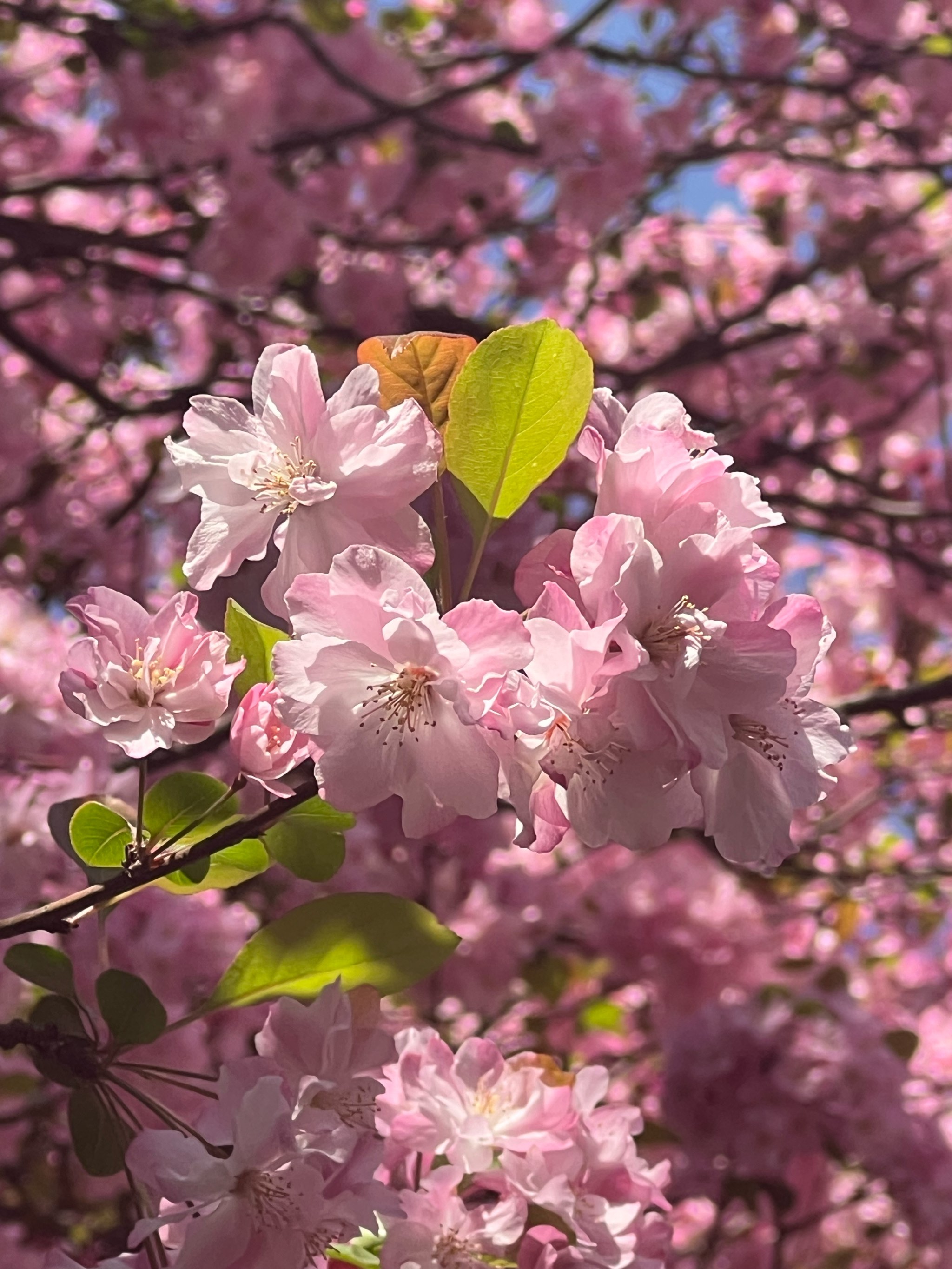 樱花美景入眼帘