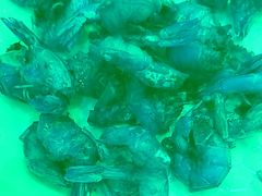 -新兴家喻酒家·羊城名宴(昌岗店)