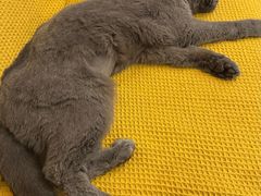 -北京观赏动物医院·24小时大型综合·猫专科·异宠专科