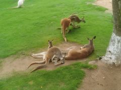 -西霞口神雕山野生动物世界