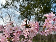 -顾村公园