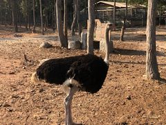 -清迈夜间动物园