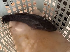 笋壳鱼-漢舍中国菜馆(889广场店)