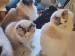 -滚猫咖啡·猫咖·猫友好撸猫(未来城店)
