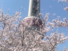 -东方明珠广播电视塔