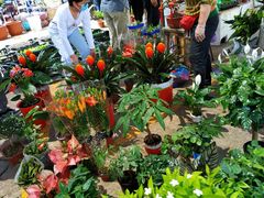-中环花鸟鱼虫市场