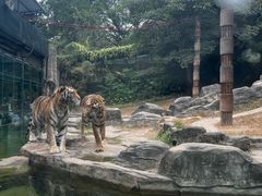 -深圳野生动物园