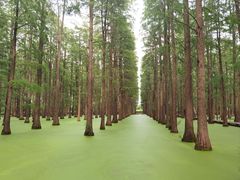 -渌洋湖湿地公园