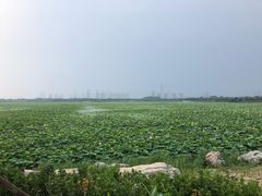 -天津东丽湖风景区