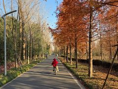 -昆山城市生态森林公园